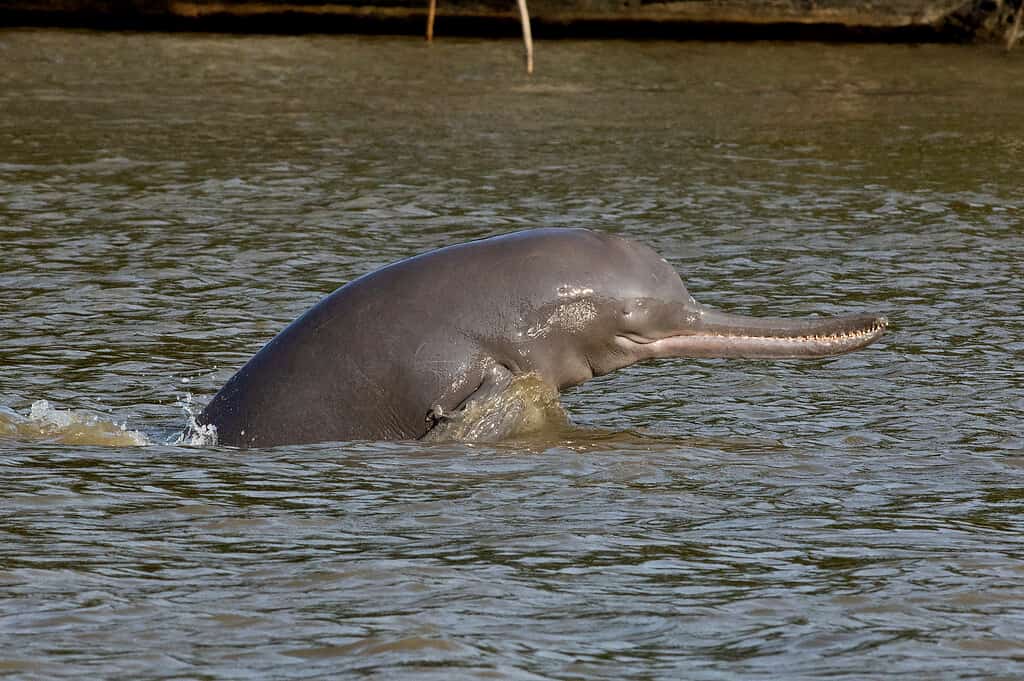 ha gravemente messo in pericolo i delfini del fiume Gange nelle acque del fiume Brahmaputra in India. Il delfino è grigio e ha un becco molto lungo. Il delfino è rivolto a destra.