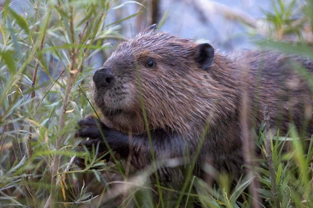 Castoro nordamericano al Carburn Park di Calgary, Alberta. Foto di Chuck Szmurlo scattata il 30 luglio 2005 con una Nikon D70 e un obiettivo Nikon 70-200 f2.8