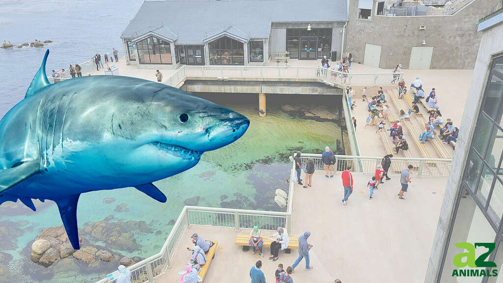 Grande prigionia bianca