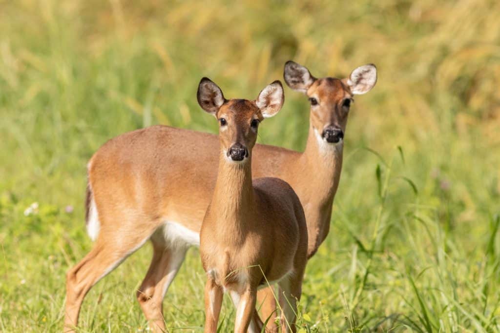Una coppia di giovani cervi dalla coda bianca che sono curiosi al parco nazionale locale