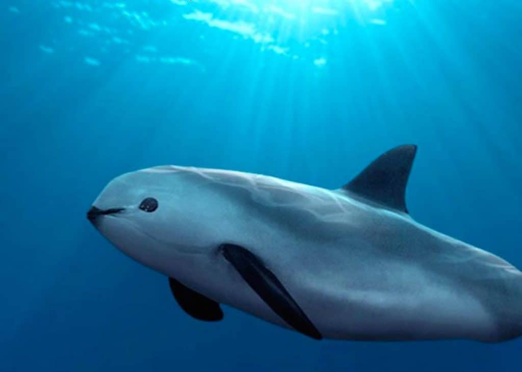 La delfina vaquita è in pericolo di estinzione