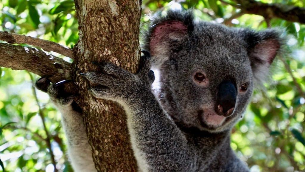 Koala seduto su un albero