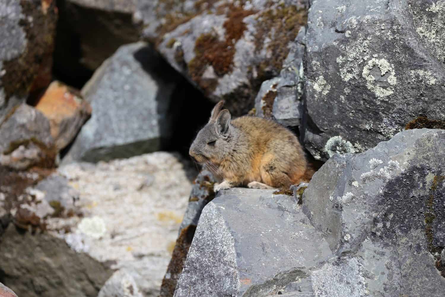 Cincillà selvatico che riposa tra le rocce vicino al lago Humantay sul sentiero Salkantay, Ande, Perù, un avvistamento di animali selvatici ad alta quota in habitat naturale (18.07.25).