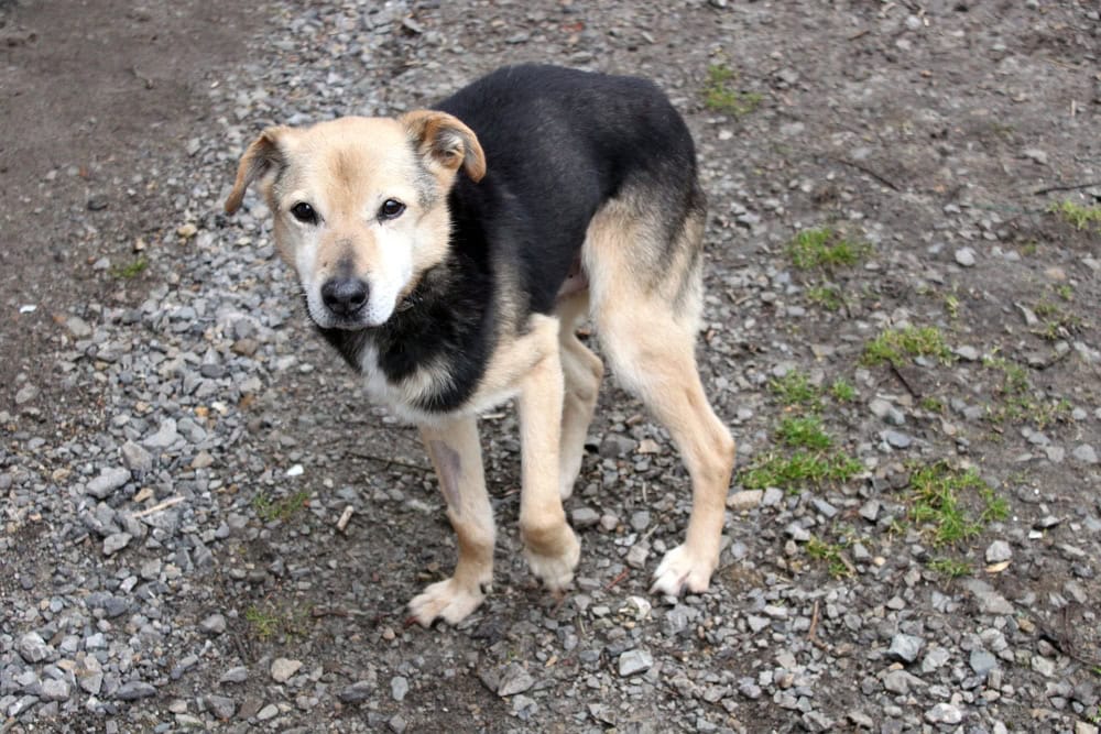 Un cane senzatetto povero, emaciato e magro. È rannicchiato insieme dalla paura e dal freddo. Ha la colonna vertebrale malata. È un bastardino piccolo e gentile di media bellezza.
