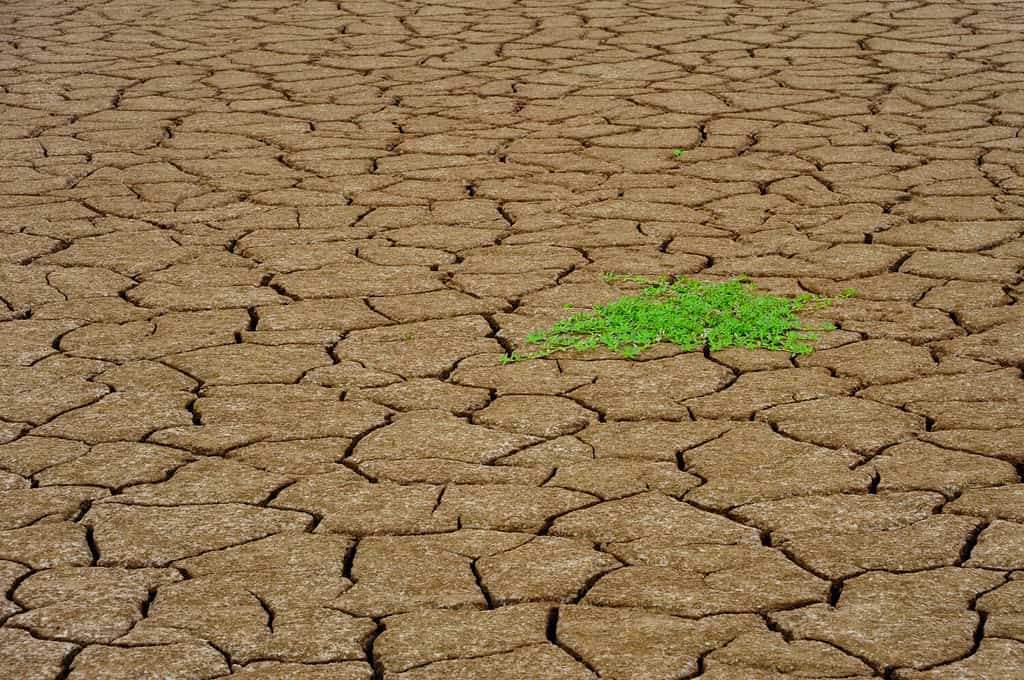 Terra secca e screpolata con una singola pianta verde che germoglia lungo le rive del fiume Yangtze, Cina