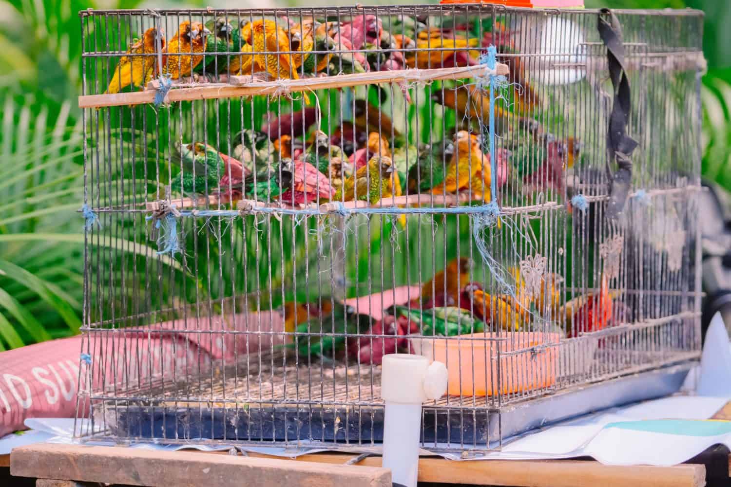 Inquadratura ravvicinata di una piccola gabbia metallica affollata piena di vari uccelli colorati, che evidenzia questioni relative al benessere degli animali, al commercio di animali selvatici e all'industria degli animali domestici.