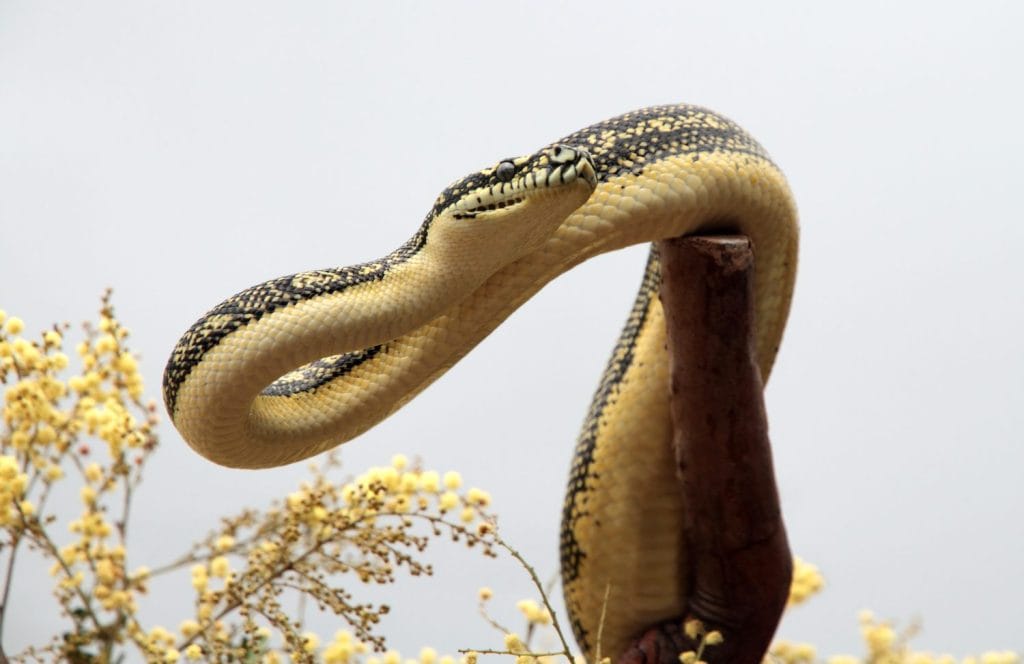 Pitone del tappeto costiero nel Queensland, Australia
