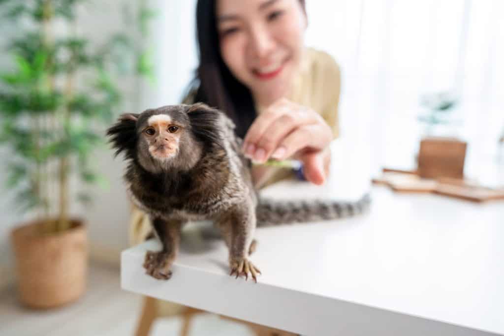 Il proprietario asiatico di una giovane donna gioca con la scimmia Marmoset nel soggiorno di casa. Attraente bella ragazza trascorre il tempo libero libero con un piccolo animale domestico in casa. Concetto di interazione e amicizia con animali domestici.