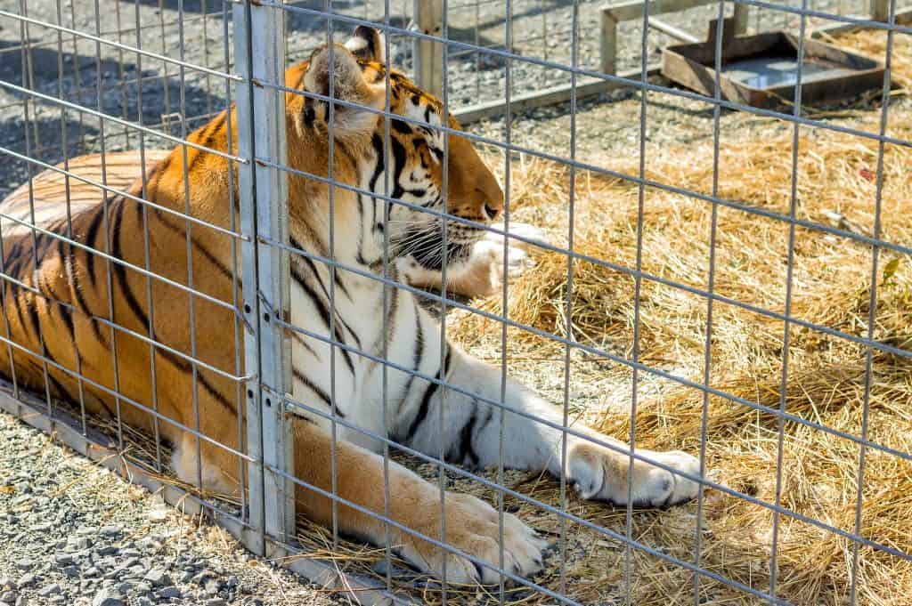Una tigre che si esibisce in un circo giace in una gabbia di ferro