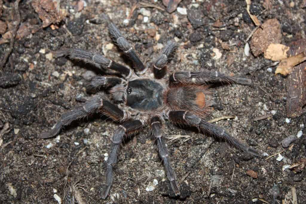 La tarantola Acanthoscurria theraphosoides