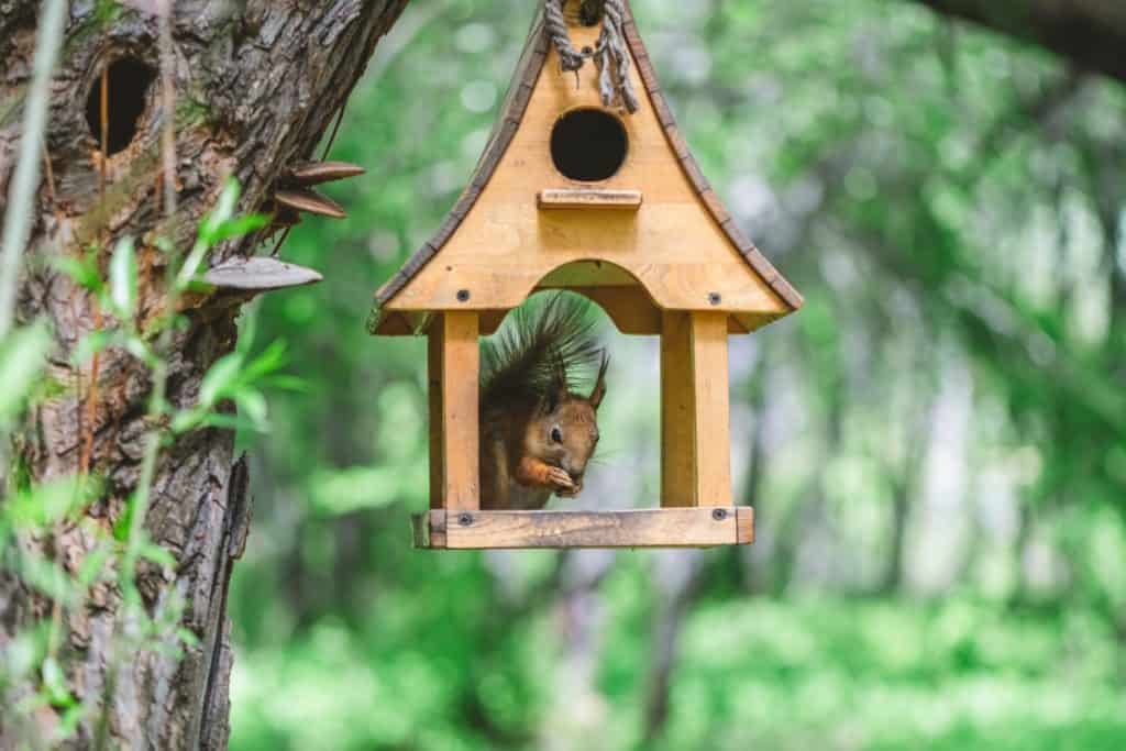 Scoiattolo rosso che si gode le noci all'interno di una piccola mangiatoia per uccelli in legno appesa al tronco di un albero, con sfondo verde foresta sfocato, creando una scena naturale pacifica
