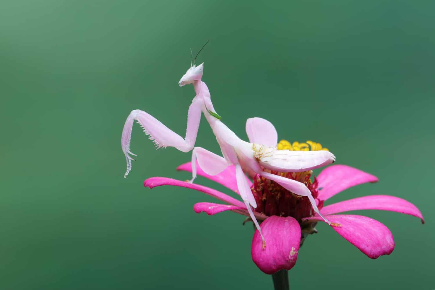 La mantide floreale o mantide orchidea (Hymenopus coronatus) è una mantide originaria del sud-est asiatico. 