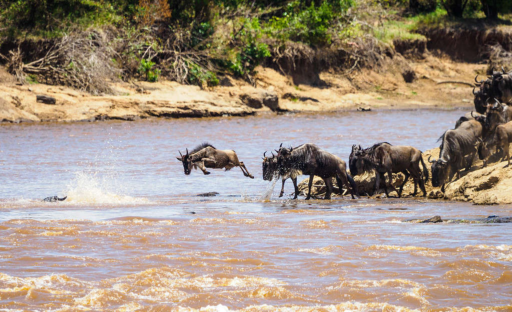 Parte della Grande Migrazione, una mandria di gnu si mette in fila per attraversare il fiume Mara nella riserva nazionale del Masai Mara
