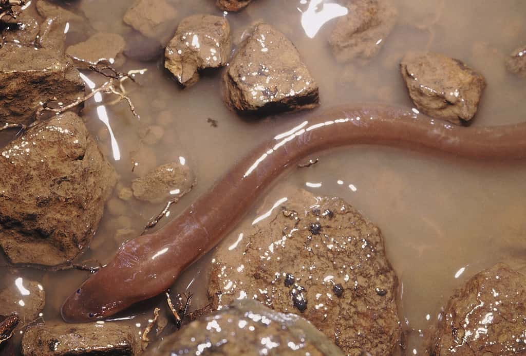 Anguilla di palude. Anfipnoso sp. Le anguille palustri vivono nei ruscelli della foresta, nelle risaie e nei piccoli stagni. Si trovano anche a terra durante periodi di forti piogge.