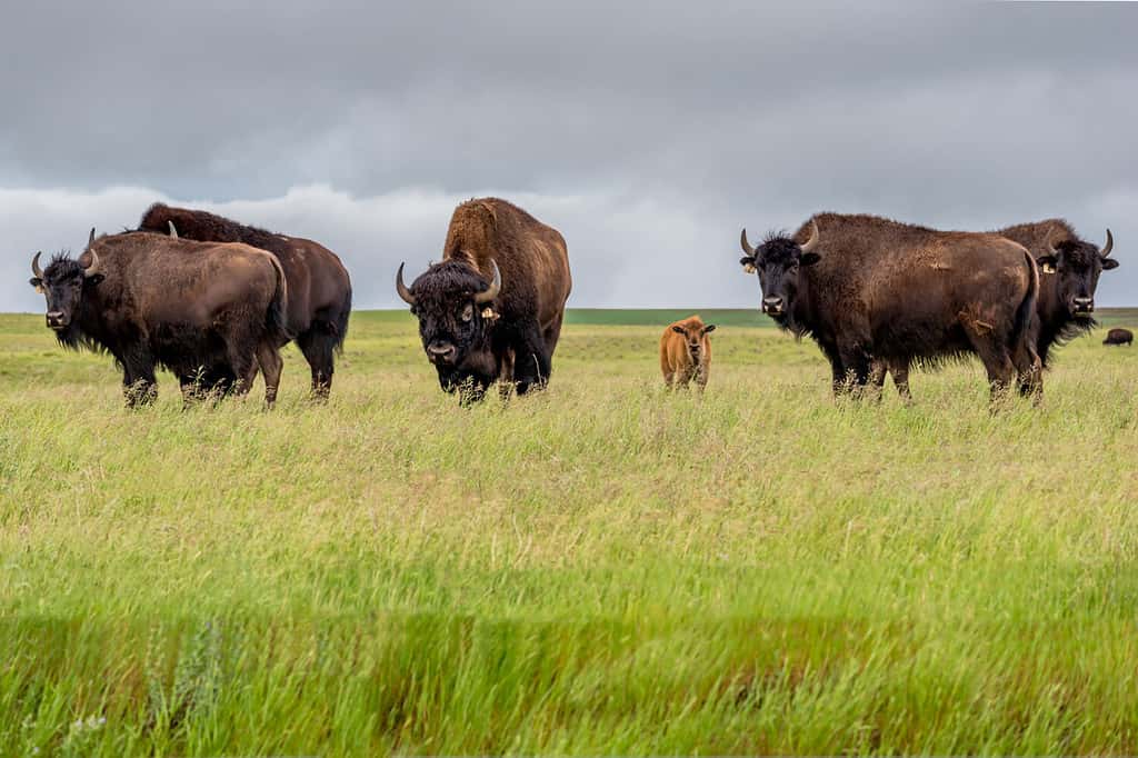 Una mandria di bisonti delle pianure con un vitello in un pascolo nel Saskatchewan, Canada
