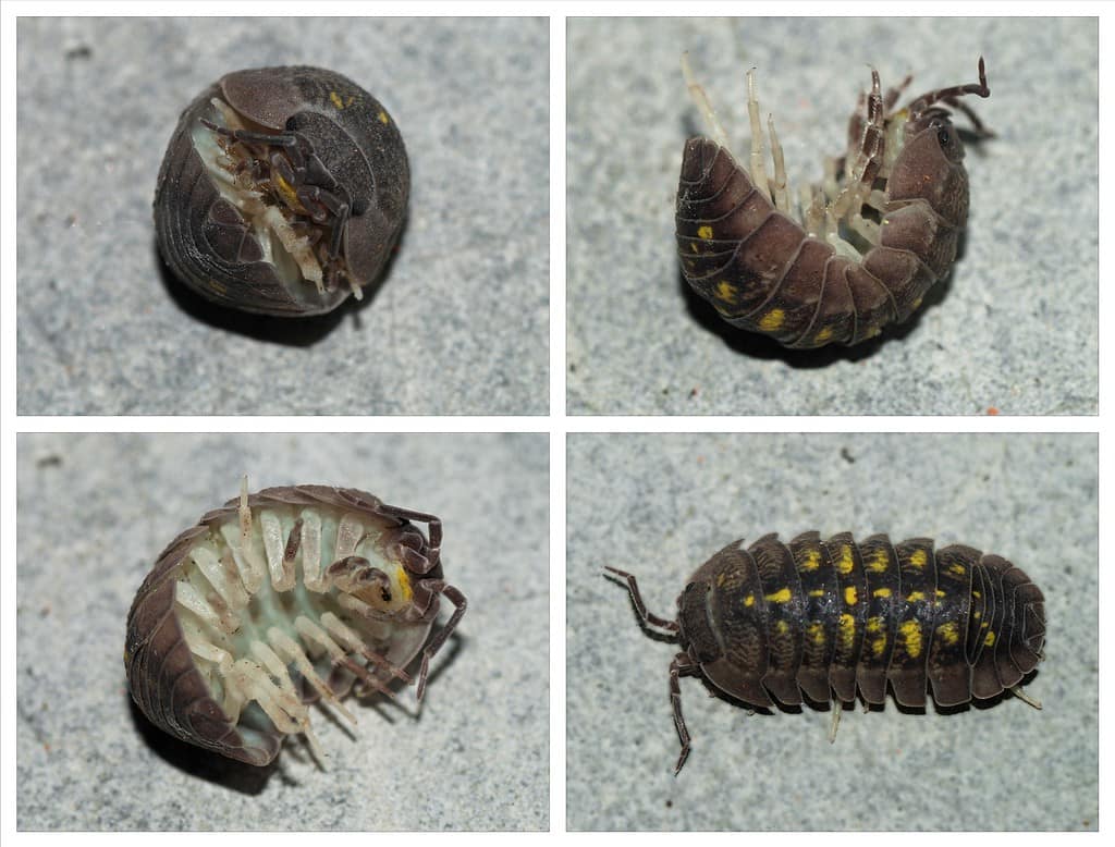 Una pillola mediterranea abbastanza comune della specie Armadillidium granulatum. I porcellini di terra sono piccoli crostacei terrestri dell'ordine degli Isopodi, dotati di sette paia di zampe, che se disturbati si arrotolano in una forma sferica quasi perfetta. L'immagine mostra un esemplare che ritorna nella sua posizione normale dopo che il pericolo è passato.
