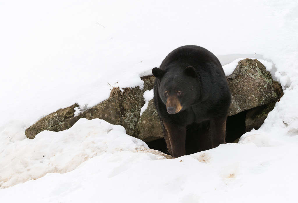 L'orso nero si risveglia dopo un lungo inverno