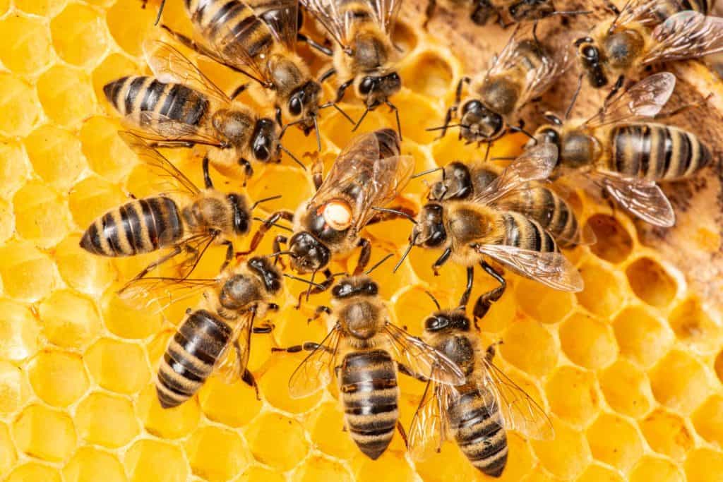la regina (apis mellifera) contrassegnata da punti e api operaie intorno a lei: la vita della colonia di api