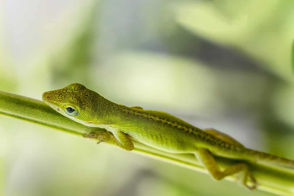 Anolis carolinensis è una delle lucertole più economiche da tenere come animale domestico.