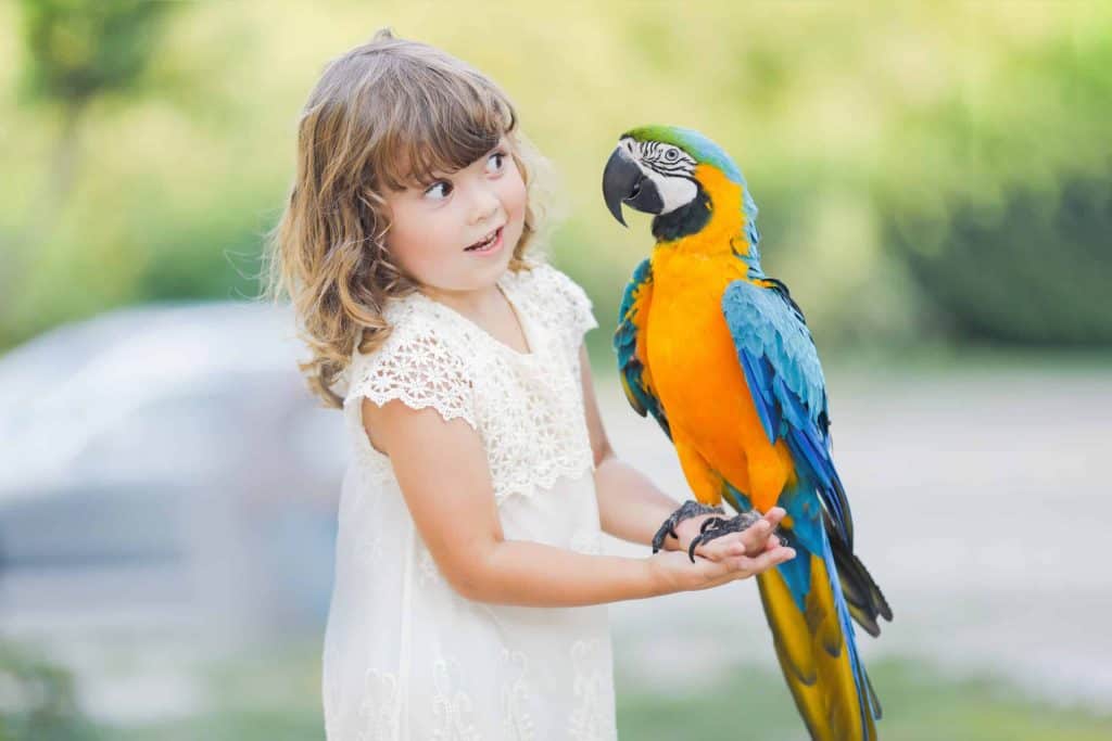 Fare foto di animali esotici. Bambina con il pappagallo Ara nello zoo