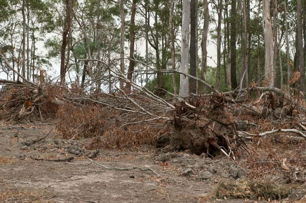 Disboscamento non autorizzato al Woombah Woods Caravan Park - gli alberi abbattuti giacciono, davanti ad altri destinati alla rimozione - nella foresta secca di eucalipti schlerophyl, a Woombah, nel NSW settentrionale, Australia.