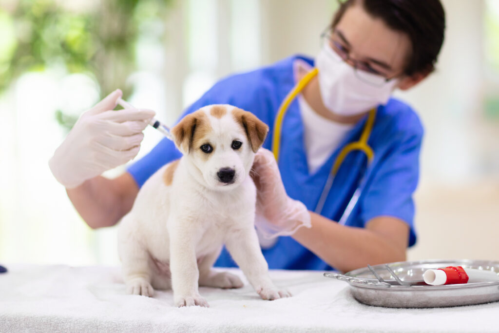 Check-up e vaccinazione degli animali domestici.