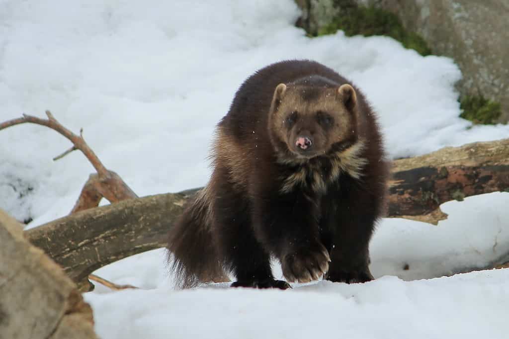 Wolverine (Gulo gulo), Korkeasaari