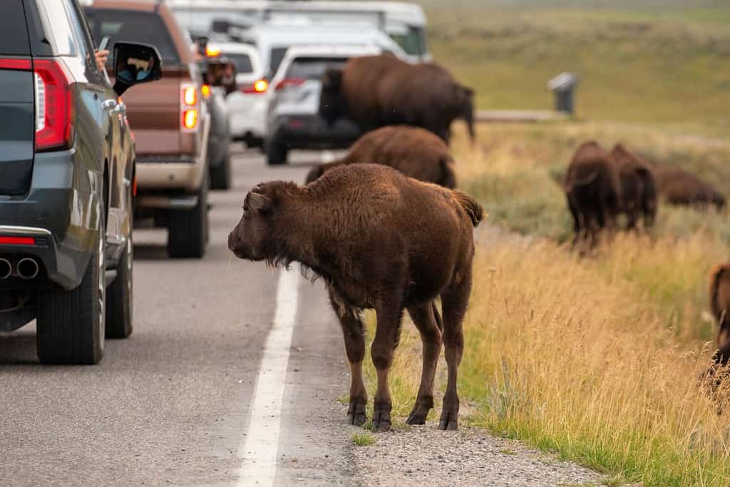 Un maestoso bisonte che causa un ingorgo a Yellowstone, con veicoli in paziente attesa e un cane che passeggia nelle vicinanze, a dimostrazione del dominio della natura.