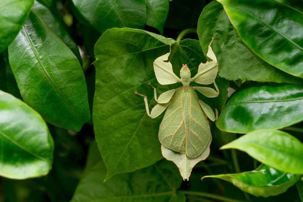 Phylliidae Le cavallette fogliari sembrano foglie con sia la foglia che l'asse fogliare. È come essere mangiati dagli insetti Foglia Insetto