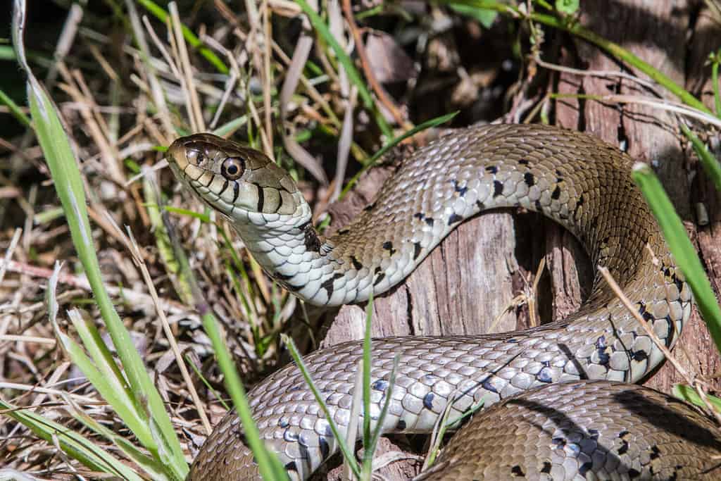Biscia dal collare barrata (Natrix helvetica) crogiolarsi al sole a profilo completo