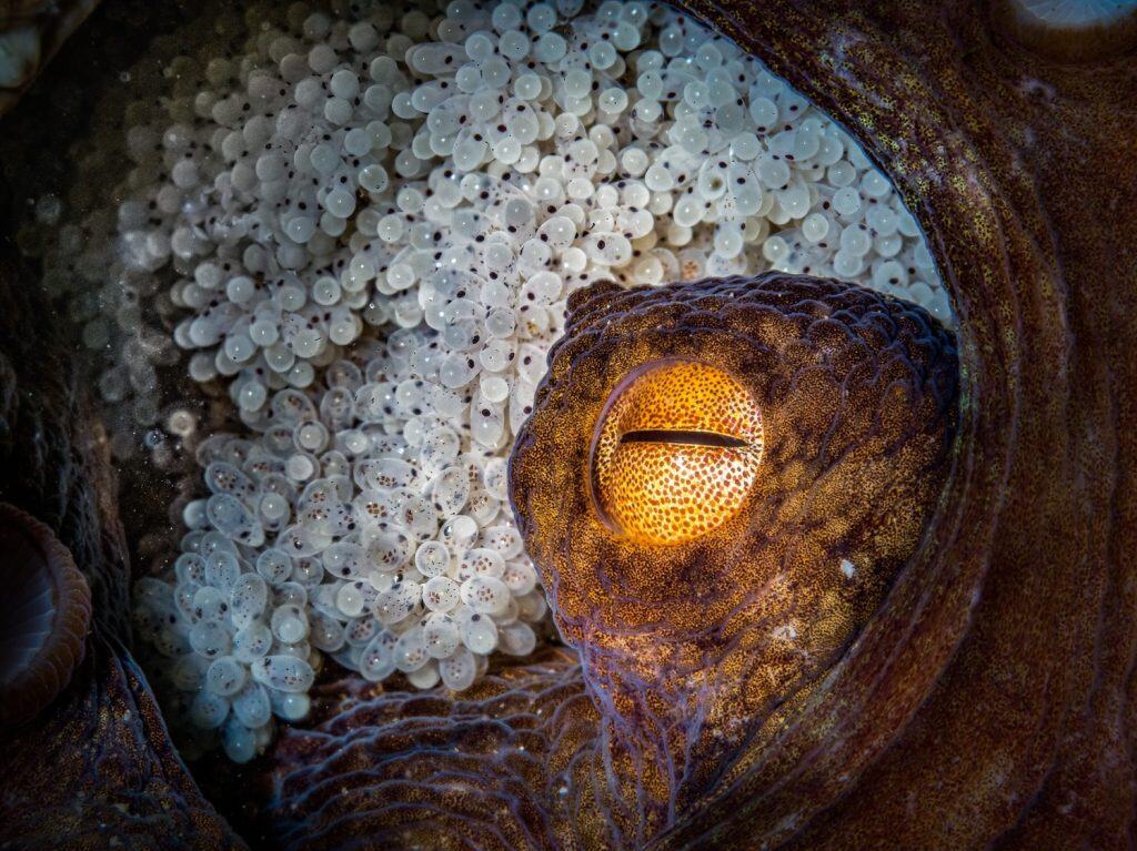 Una mamma polipo si prende cura delle sue uova nelle acque al largo di Onagawa, in Giappone
