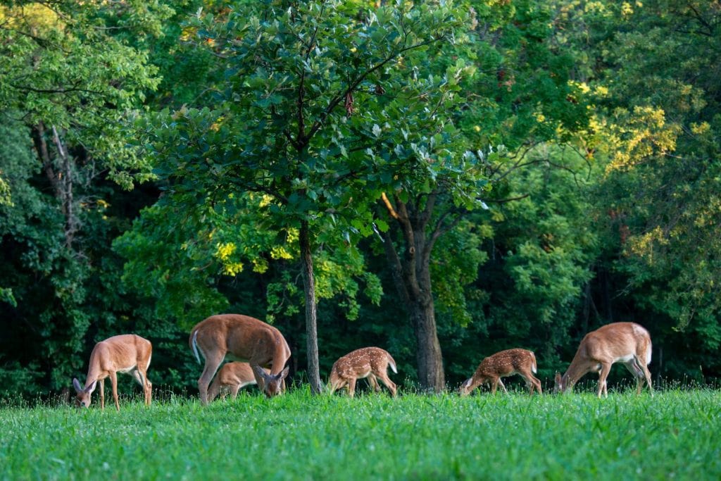 Kansas City, Kansas. Cervo dalla coda bianca, Odocoileus virginianus. Un branco di cervi dalla coda bianca al pascolo nel Wyandotte County Lake Park.