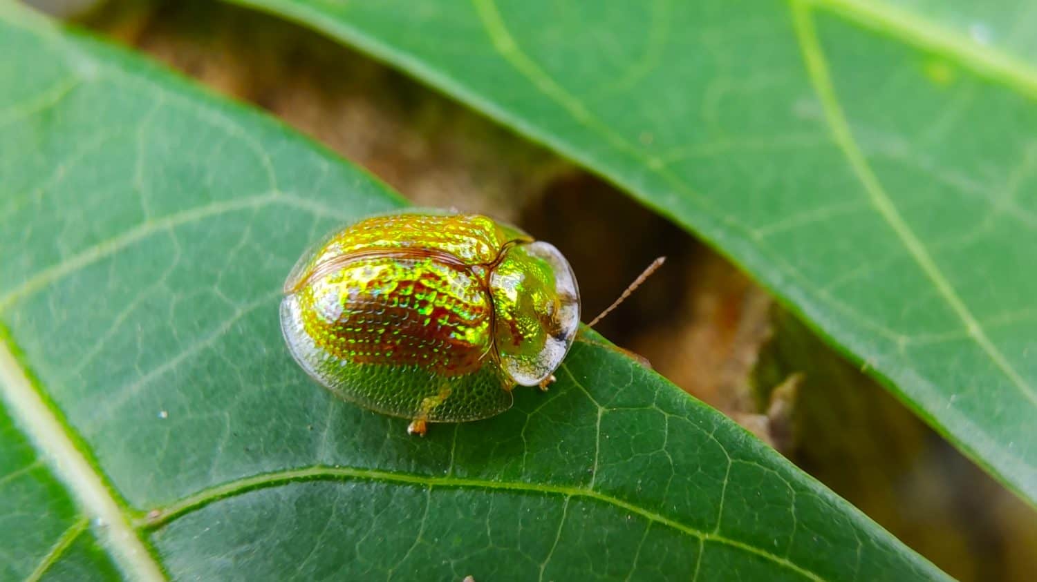 Foto di uno scarabeo dorato sulla foglia