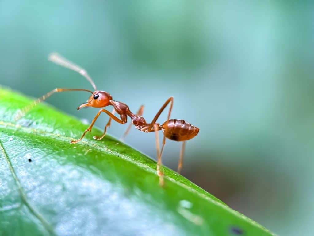 Primo piano delle formiche tessitrici (Oecophylla smaragdina), formiche tessitrici o formiche rangrang, formiche tessitrici macro in un fogliame verde