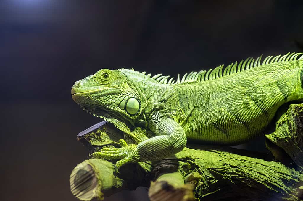 Iguana verde seduta su un ramo di un albero all'interno di uno zoo in una luminosità ambientale.