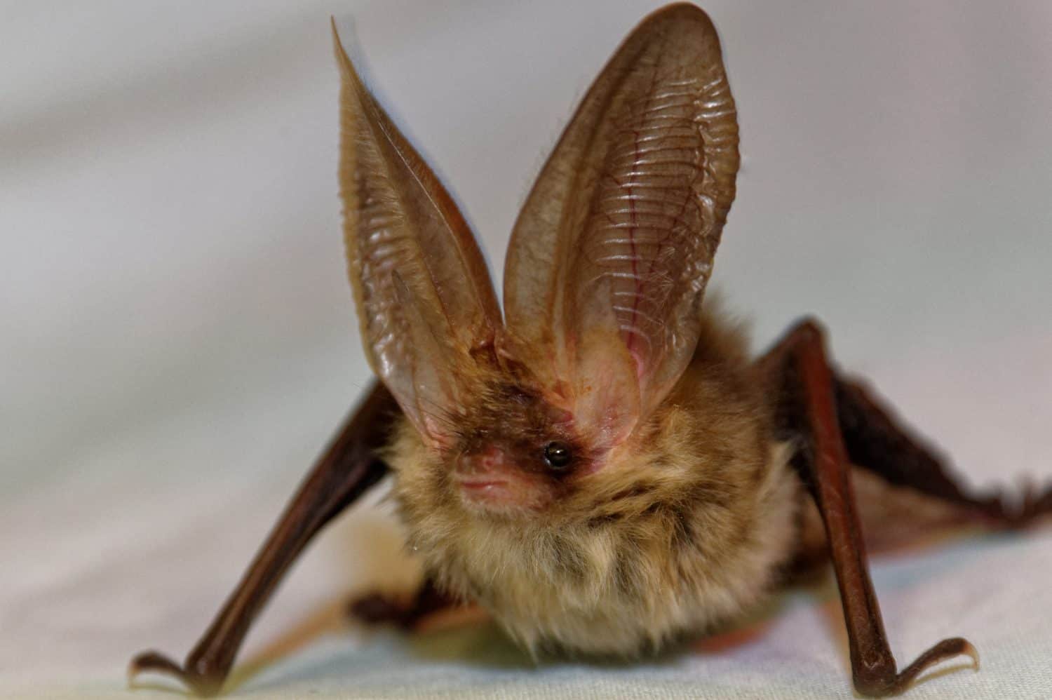 Pipistrello dalle orecchie lunghe (Plecotus auritus) Adulto in cura presso il centro di salvataggio della fauna selvatica.