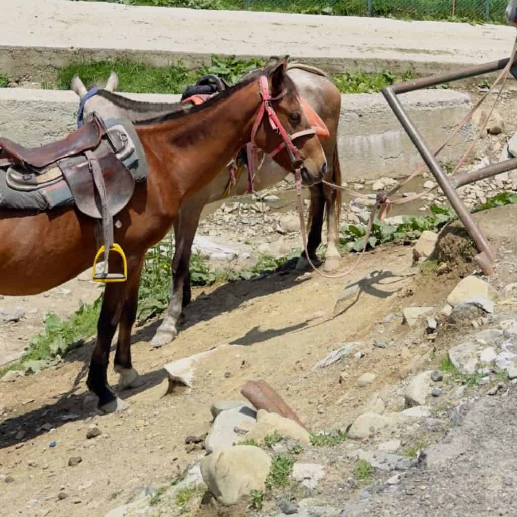 Robusto mulo marrone, forte e stabile, equipaggiato e pronto per un sentiero di montagna: compagno perfetto per viaggi accidentati attraverso terreni rocciosi e panoramici.