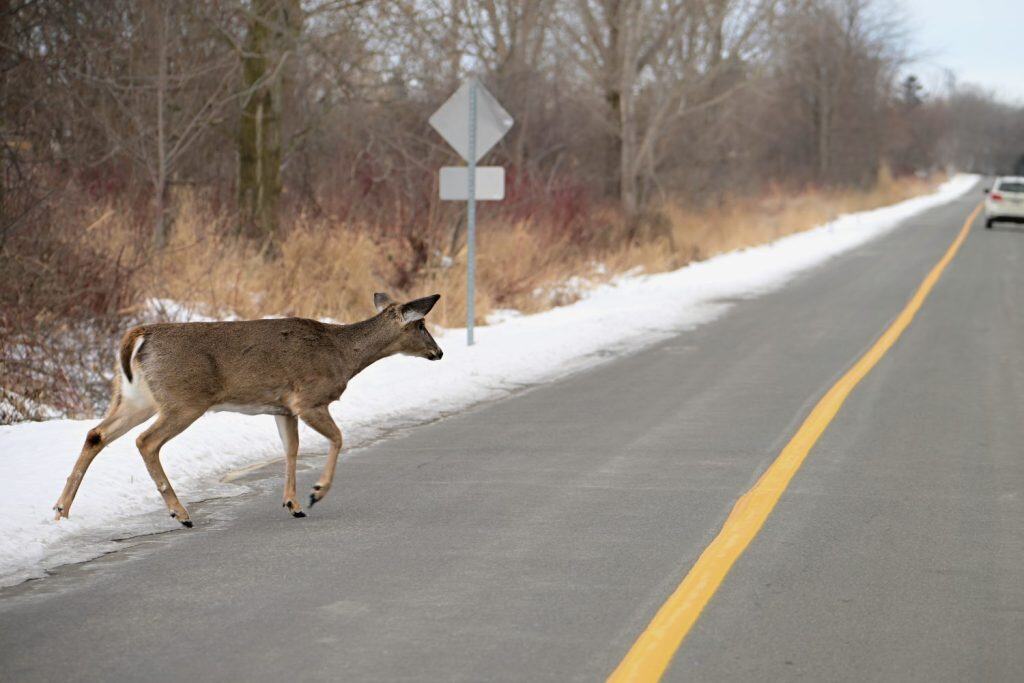 Scena invernale di un cervo dalla coda bianca che attraversa una strada asfaltata dalla foresta innevata