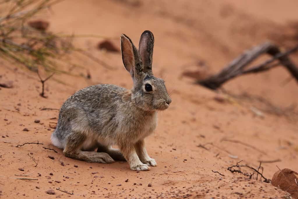 Un silvilago del deserto (Sylvilagus audubonii) seduto nella sabbia nel Parco nazionale degli Arches, Utah.