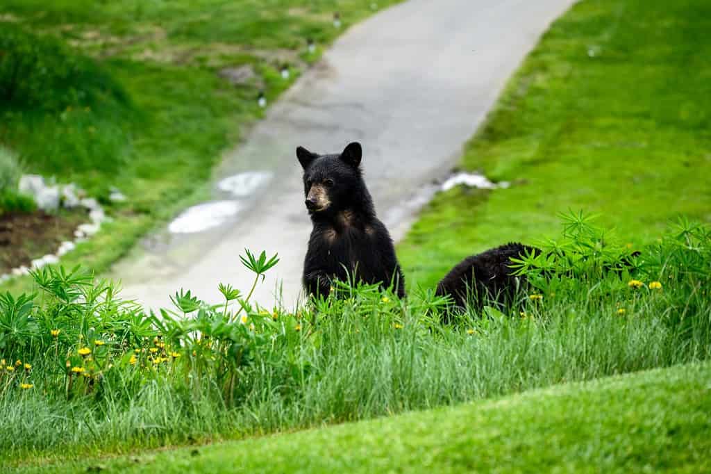 Due orsi neri che pascono i denti di leone su un campo da golf di montagna, sullo sfondo della natura