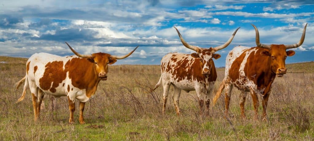 I bovini longhorn del Texas in pascolo atterrano sul panhandle dell'Oklahoma, a circa 50 miglia a ovest di Woodward.