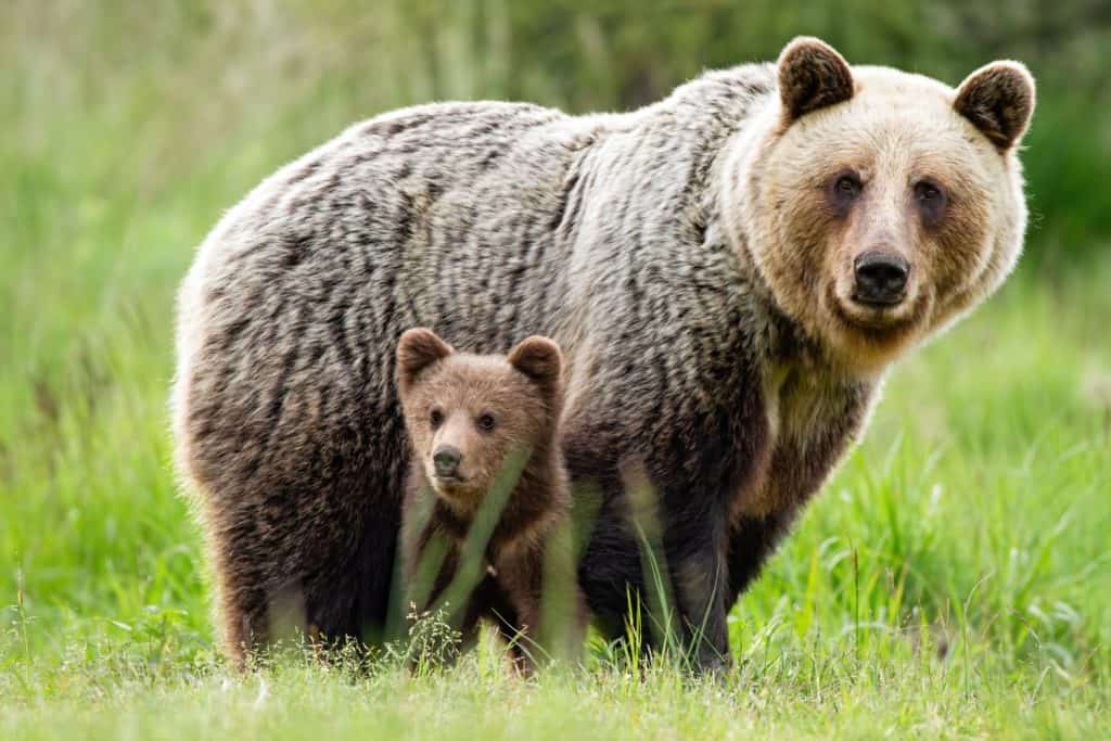 Un adorabile cucciolo e una femmina adulta di orso bruno, ursus arctos, con un pelo soffice, uniti in mezzo al prato erboso. Una famiglia di orsi attenta che osserva l'ambiente circostante e guarda nella telecamera.