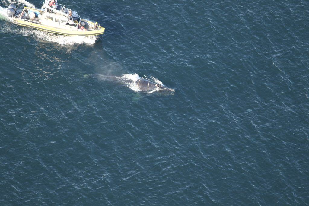 Mentre a destra con delle corde attorno al centro e una piccola barca che segue a sinistra
