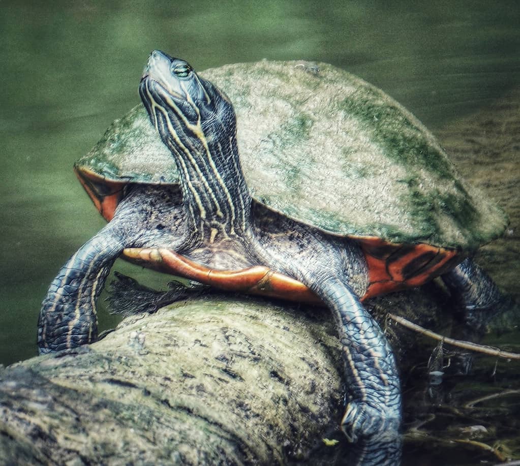 Tartaruga che prende il sole su un tronco