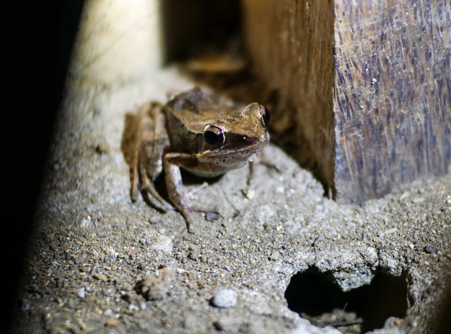 La rana dei boschi (Lithobates sylvaticus o Rana sylvatica) ha un'ampia distribuzione nel Nord America, estendendosi dalle foreste boreali del Canada e dell'Alaska agli Appalachi meridionali. macroritratto
