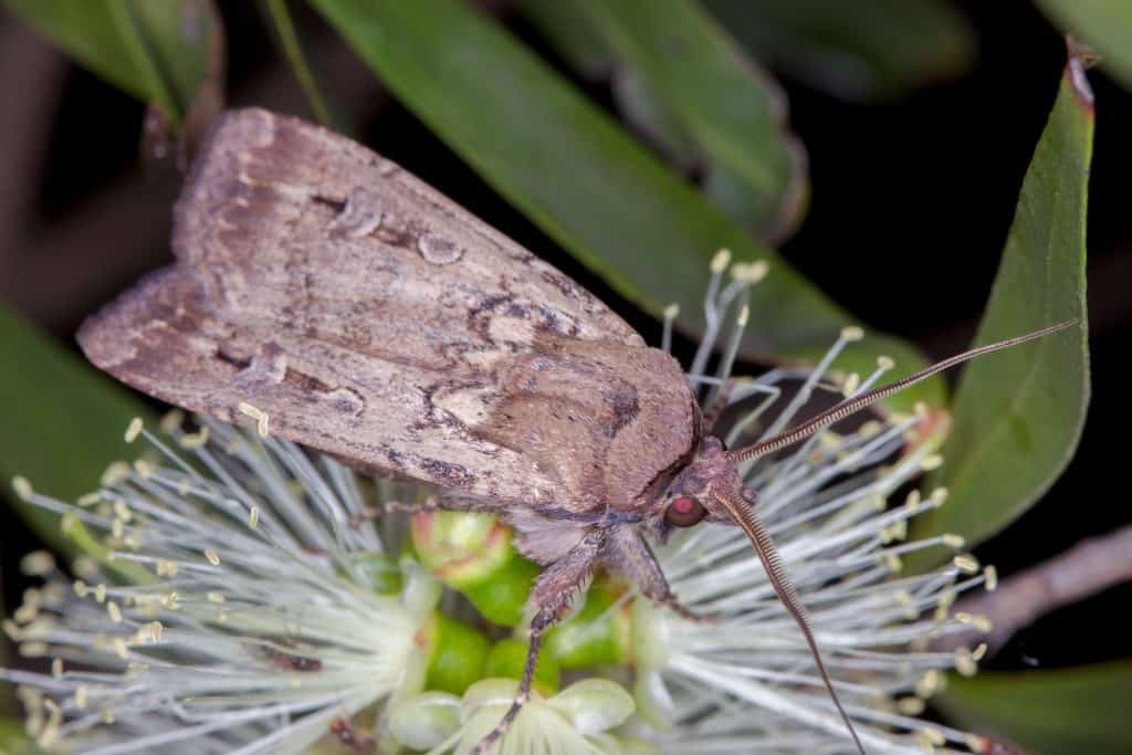 Bogong Moth (Agrotis infusa) - primo piano della testa e delle antenne sul fiore nativo