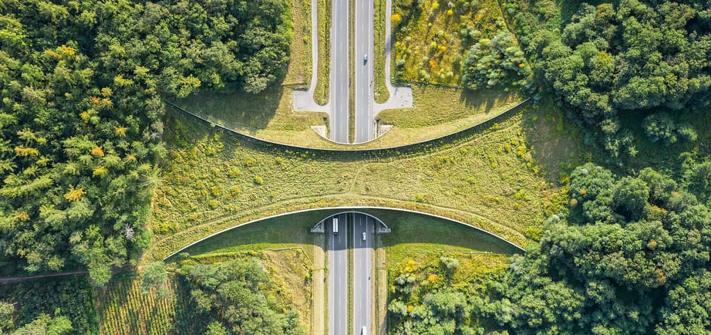 Vista aerea dall'alto verso il basso di un ponte di animali o di un attraversamento di animali selvatici: ponte coperto di vegetazione su un'autostrada che consente alla fauna selvatica di attraversare in sicurezza