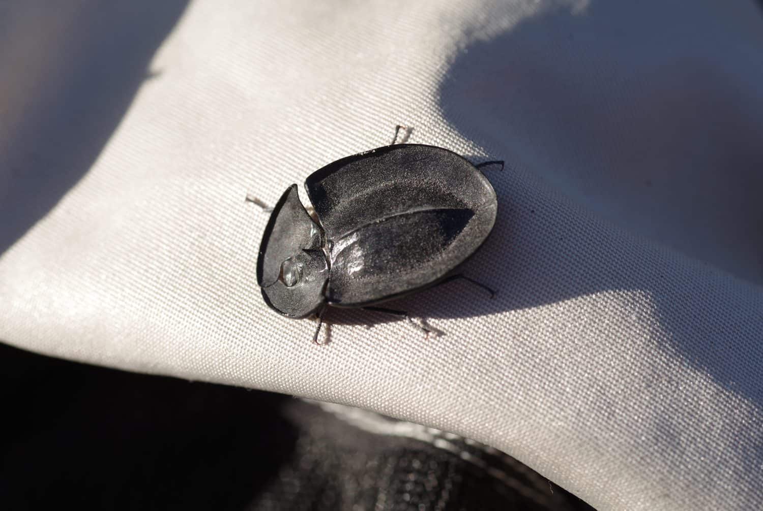 Pie- piatto Beetle, specie Helea.Kangaroo Island, Australia Meridionale