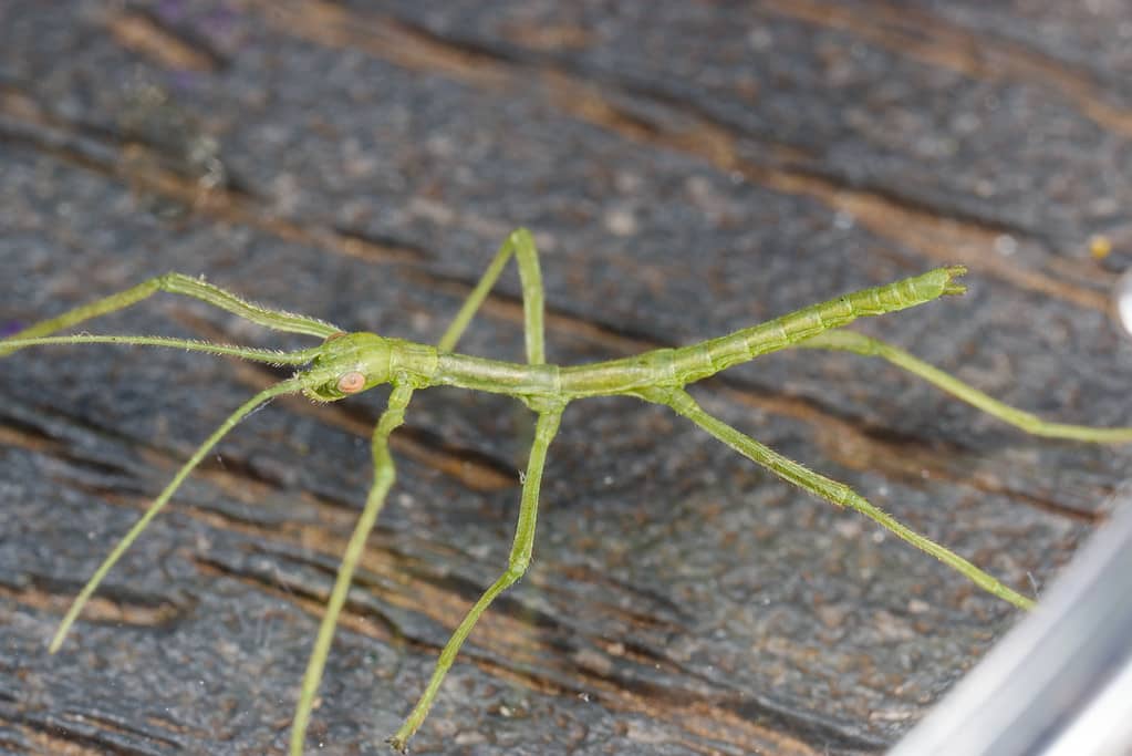 Bastone da passeggio gigante, Megaphasma denticrus
