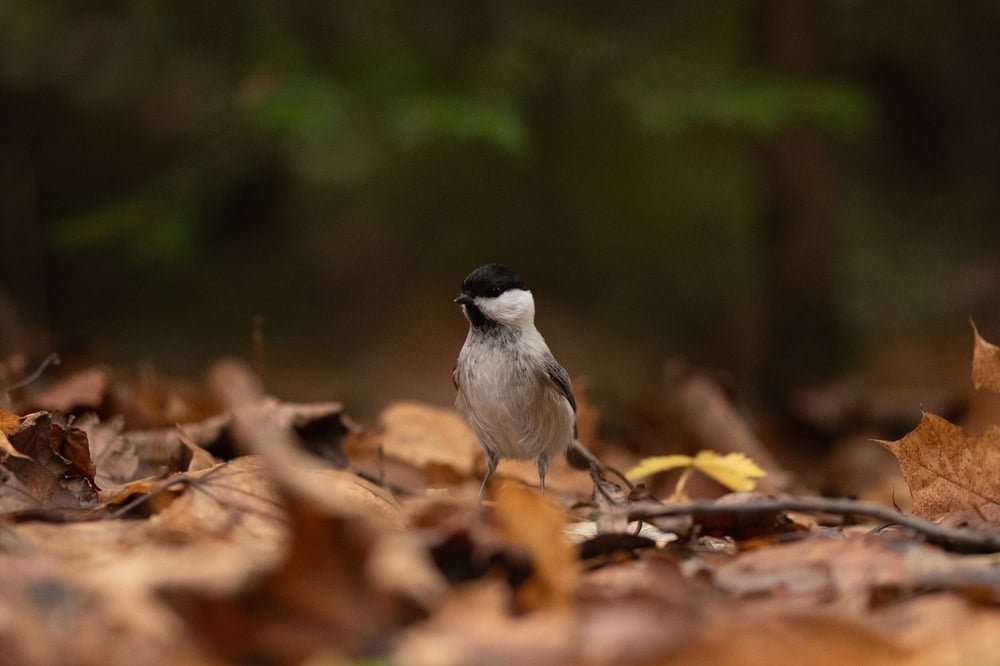 Una piccola cince dal cappuccio nero si trova tra le foglie marroni e arancioni cadute in una foresta. In autunno l'uccello va in cerca di cibo sul terreno